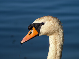 Close-Up of Elegant Swan Head with Water Droplets on Blue Water background