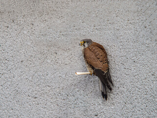 Common Kestrel (Falco tinnunculus) perched on urban wall – bird of prey in city environment,...