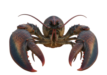 Isolated Lobster Face Frontal with Large Pincers