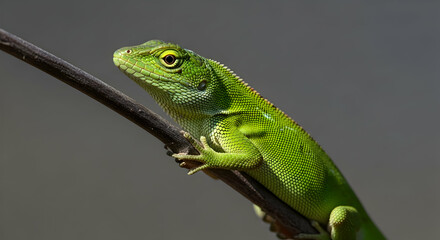 Fototapeta premium Vibrant Green Lizard Perched On Branch Displaying Scales And Eye Detail
