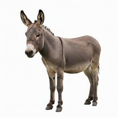 Fototapeta premium Gray donkey standing on a white background, showcasing its unique features, including large ears, expressive eyes, and sturdy build, representing the beauty of farm animals