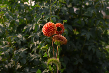 Cluster of orange pompom dahlias blooming under sunlight, surrounded by dense green foliage in a natural outdoor garden setting