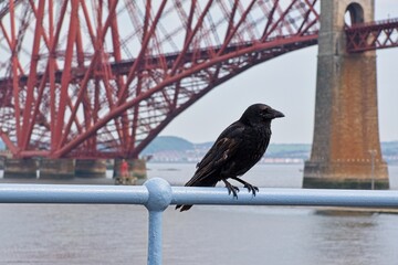 solitary crow perched on railing in front of rail bridge