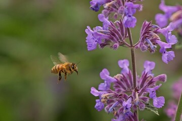 busy bee and purple wild flowers in summer light.