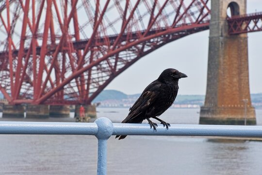 solitary crow perched on railing in front of rail bridge - Powered by Adobe