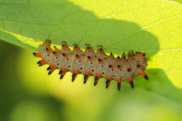 Closeup on orange colored spiky caterpillar of  European Southern Festoon butterfly Zerynthia polyxena
