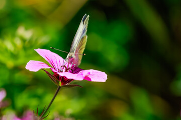 Kohlweissling auf einer Geranium Blüte