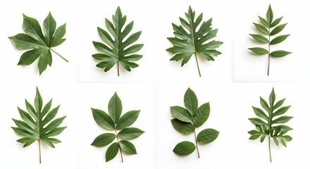 Naklejka premium Botanical Diversity Green Leaves Isolated on White Background Natural Aesthetics