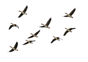 Obraz premium Isolated Flock of Geese Flying