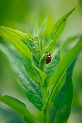 Marienkäfer im Grünen