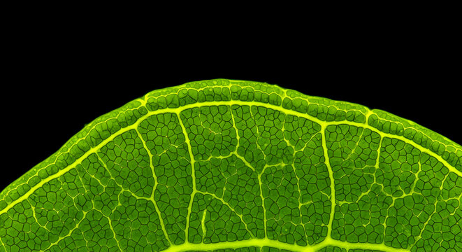 Detailed Close Up Of A Green Leaf Texture With Black Background