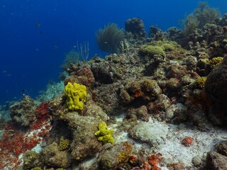 Colorful tropical reef in the deep blue sea. Vivid corals and aquatic life, underwater photography...