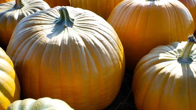 Harvest Celebration With Vibrant Pumpkins in a Sunny Orchard Showcasing Fall's Rich Colors Generative AI