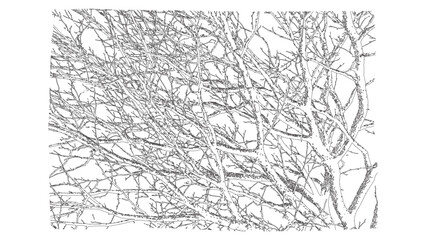 Fototapeta premium Complex Tree Branch Network Hand Drawn Black and White Illustration