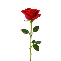 Obraz premium Elegant Red Rose with Green Stem and Leaves Isolated on White Background for Romantic or Floral Use