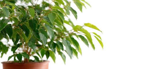 Obraz premium Ficus Benjamina thriving indoors with lush green leaves and healthy growth in a simple pot