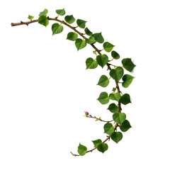 Fototapeta premium Natural Green Vine on Isolated Background with Fresh Leaves and Delicate Buds for Artistic and Design Use
