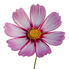 White-red Daisy Flower Isolated