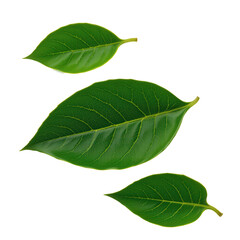 Obraz premium Vibrant Green Leaves Isolated on Black Background for Nature and Eco-Friendly Themes in Design Projects