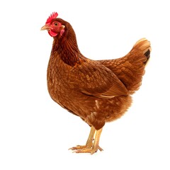 Fototapeta premium Brown hen chicken on transparent or white background