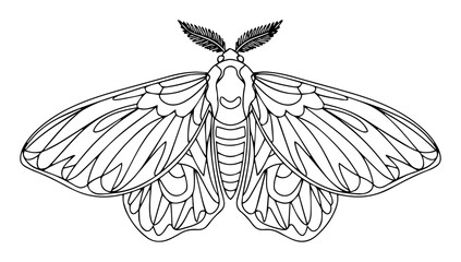 realistic moth insect line art illustration © Wieslaw