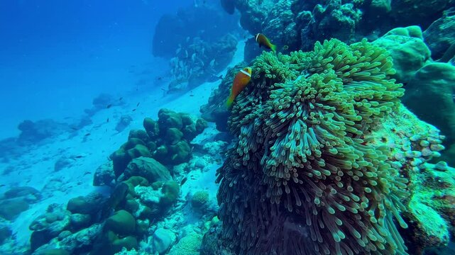 Heteractis magnifica and clown fish on a Maldives reef