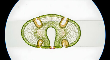 Microscopic Cross Section Of A Lily Leaf Structure Revealing Cellular Details