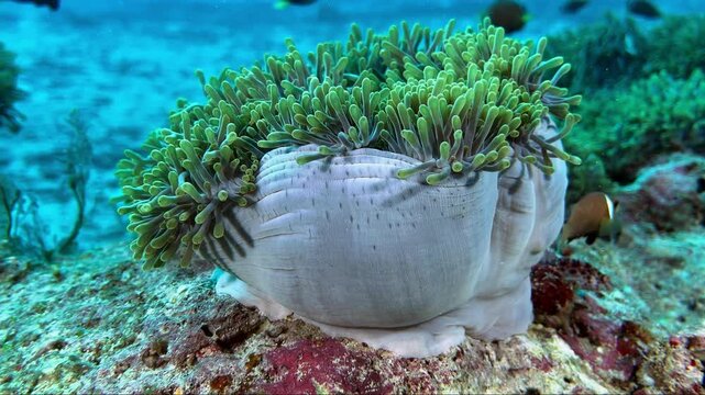 Clown fish and sea anemone on a colorful reef in Maldives