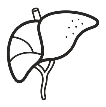 black and white liver anatomy drawing clip art preview