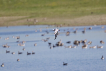 Common Tern flying over a pond, Sterna hirundo from the side, common Tern in flight, light waves in the lake, blue background of the lake, idyllic lake landscape 