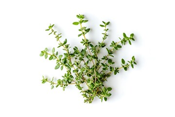 Obraz premium Fresh thyme herb sprigs on a clean white background, top down view