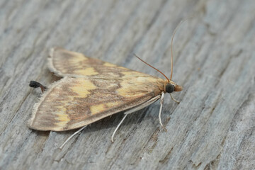 Closeup on a European European corn borer moth, Ostrinia nubilalis as pest species for agriculture
