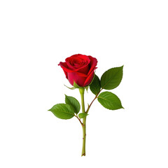 Naklejka premium Elegant Single Red Rose with Green Leaves on Isolated Background Perfect for Romantic Themes and Occasions