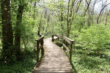 The old wood bridge in the forest on a sunny day.