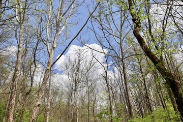 The white clouds in the sky in the tall trees.