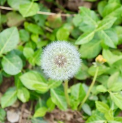 A close view of the white fluffy dandelion in the grass.