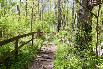 The hiking trail up the slope in the forest on a sunny day.