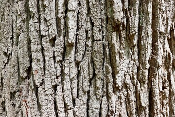 A close view of the tree bark surface.