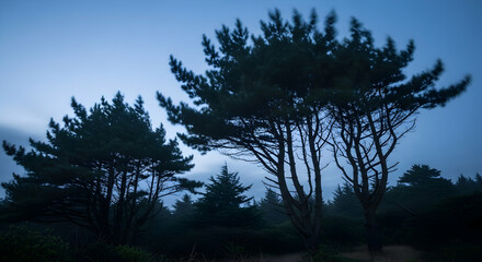 Obraz premium Tranquil Twilight Forest Scene With Silhouetted Trees And Serene Sky