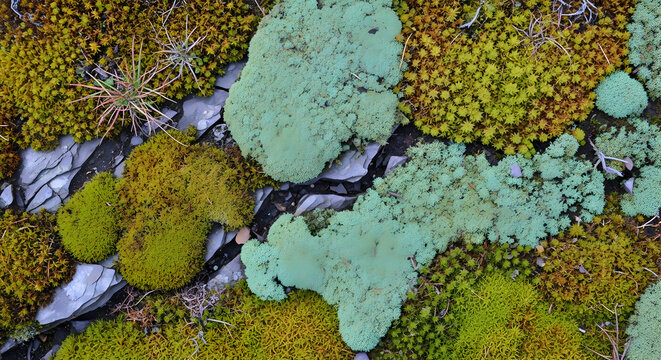 Aerial View Of Vivid Moss And Lichen Growing On Rocky Ground, Nature Details