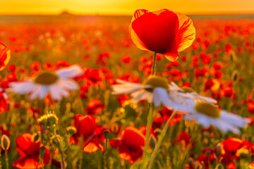poppies blooming in a meadow at sunset. Meadow with poppies. A poppy flower. Papaver rhoeas