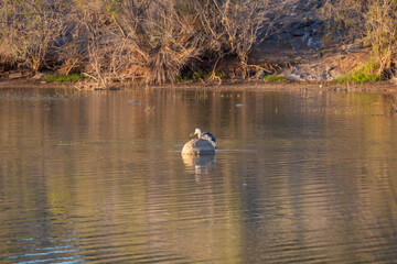 Seascape and dunes at Faro de Maspalomas on Gran Canaria, Spain