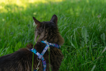 Tabby cat with curious mood wearing harness while exploring against vibrant grass background