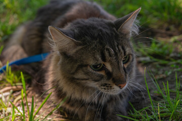 Tabby cat with focused eyes in harness resting on natural earthy ground close-up