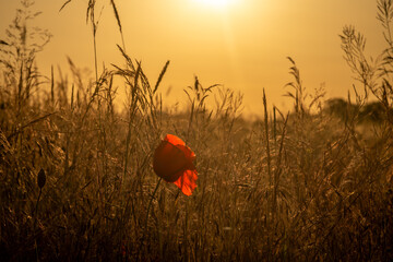 Hot summer sunset evening in Polabi area near Olesko village