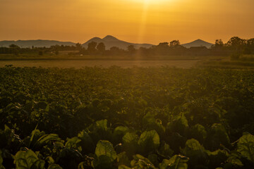 Hot summer sunset evening in Polabi area near Olesko village
