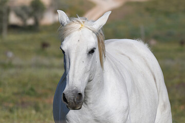 Close-up of a white horse