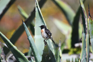 European Stonechat perched on a plant