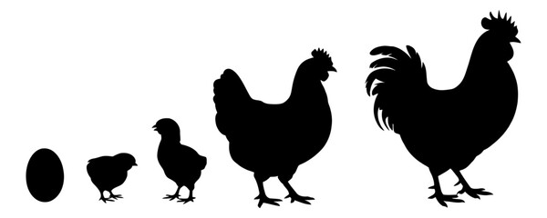 Silhouette of chicken life cycle from egg to rooster