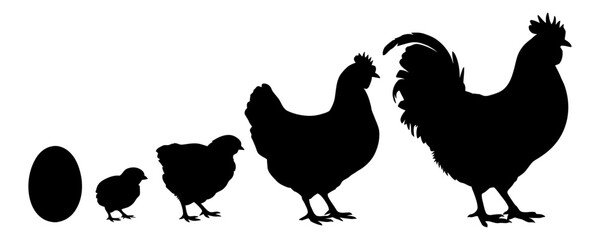 Chicken life cycle stages in silhouette format